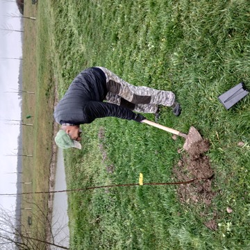 Sajenje dreves ob ribniku